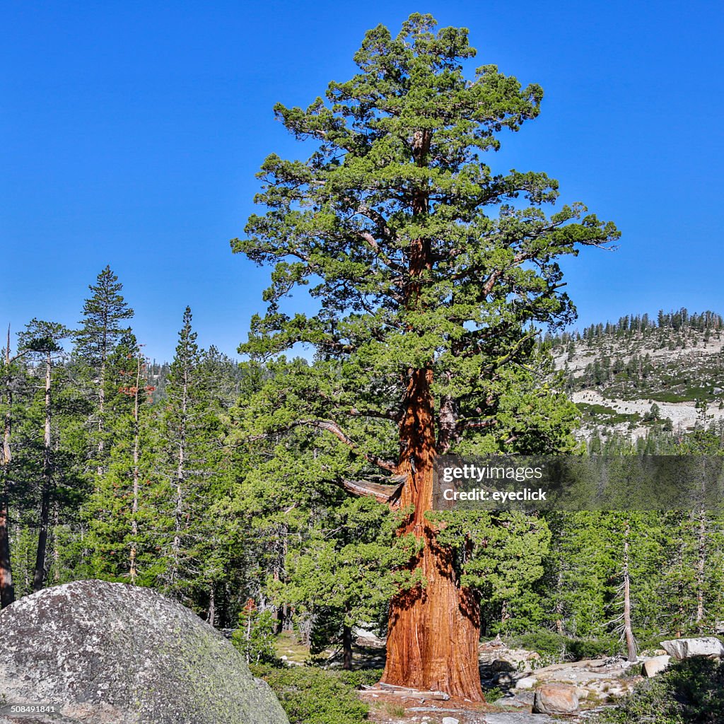 Western White Pine -Pinus monticola-, Yosemite National Park, California, United States