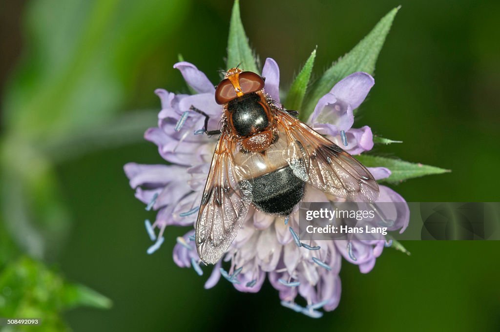 Pellucid Hoverfly -Volucella pellucens- searching for nectar on a Wood Scabious, Untergroeningen, Baden-Wuerttemberg, Germany, Europe