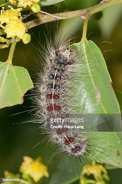 gypsy moth -lymantria dispar-, adult caterpillar, lake kerkini region, greece, europe - gypsy moth caterpillar stock-fotos und bilder