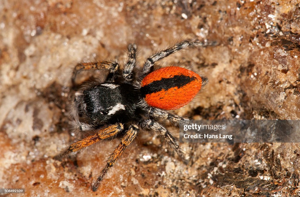 Jumping Spider -Philaeus chrysops-, male, Lake Kerkini region, Greece, Europe