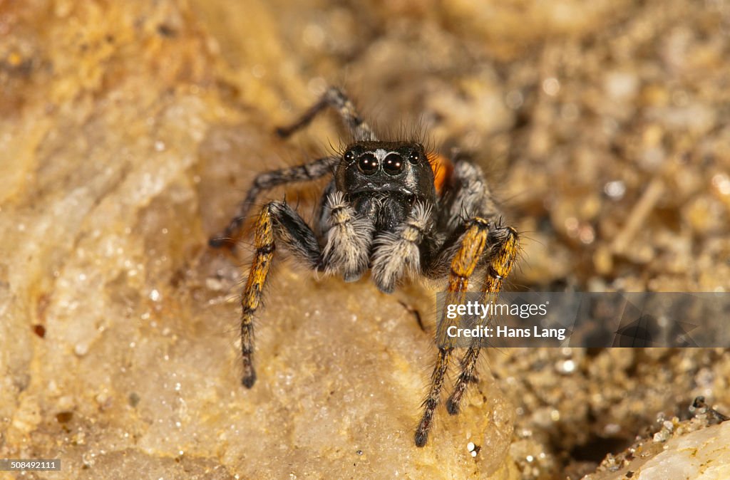 Jumping Spider -Philaeus chrysops-, male, Lake Kerkini region, Greece, Europe