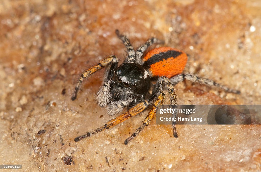 Jumping Spider -Philaeus chrysops-, male, Lake Kerkini region, Greece, Europe