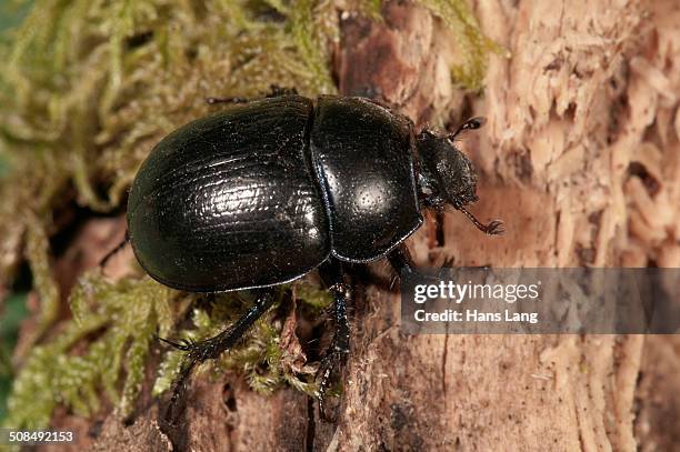 Dhore Insect 108 Dor Beetle Stock Photos, High-Res Pictures, and Images - Getty Images