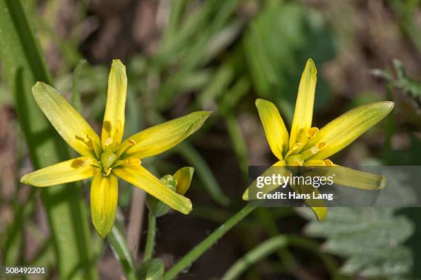 yellow star-of-bethlehem -gagea lutea-, baden-wurttemberg, germany - gagea stock pictures, royalty-free photos & images