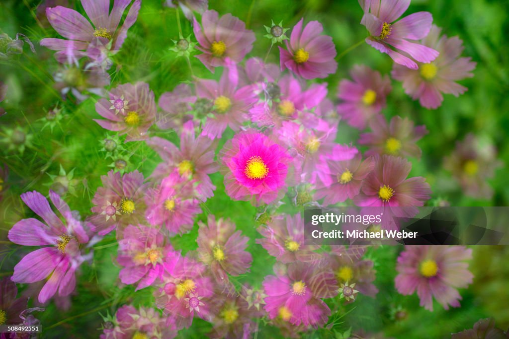 Mexican Aster -Cosmos bipinnatus-, Stuttgart, Baden-Wuerttemberg, Germany, Europe