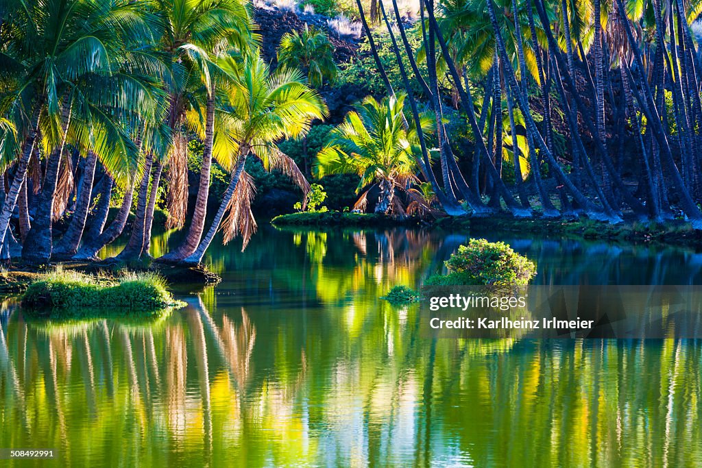 Palm trees at the Hopeaia Fishpond, Mauna Lani, Kohala Coast, Big Island, Hawaii, USA