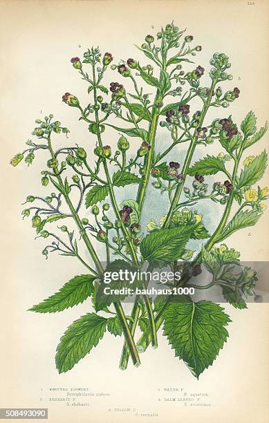 figwort, fig, scrophularia, victorian botanical illustration - fig tree isolated stock illustrations
