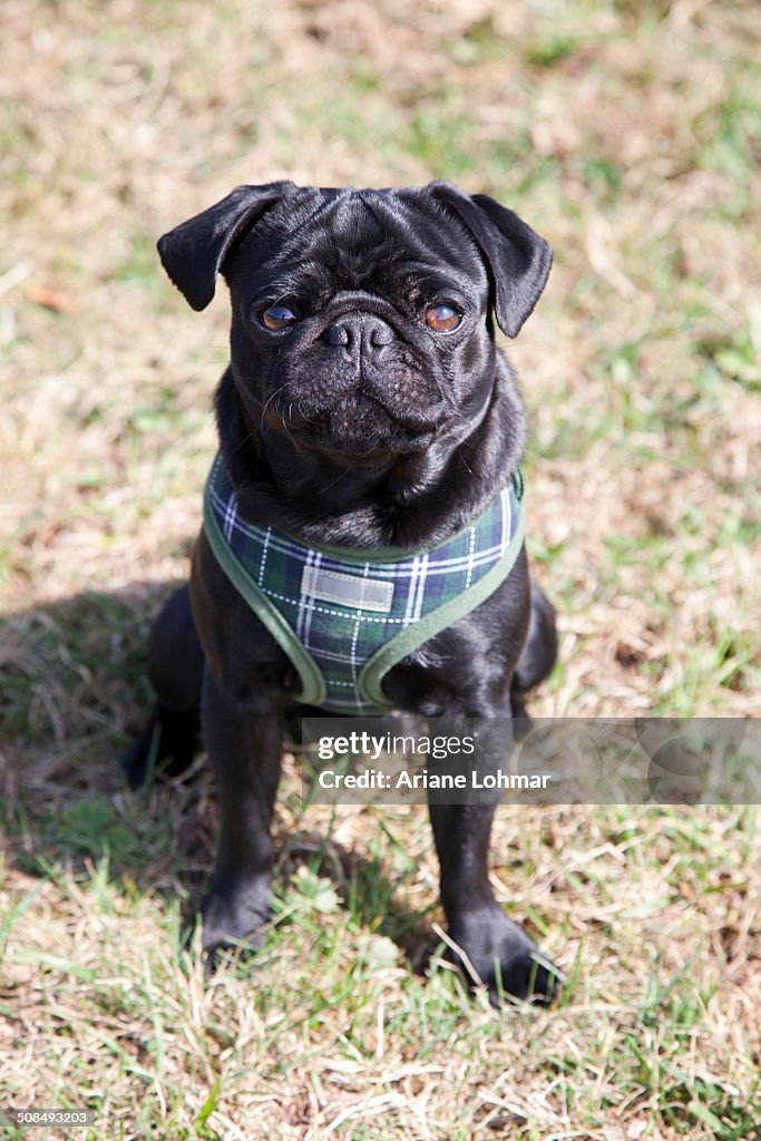 Black pug sitting on a meadow