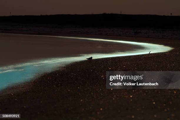 light of the full moon on the beach, bioluminescence, sea sparkle -noctiluca scintillans-, minsener oog, east frisian islands, lower saxony wadden sea national park, lower saxony, germany, europe - oog stock-fotos und bilder