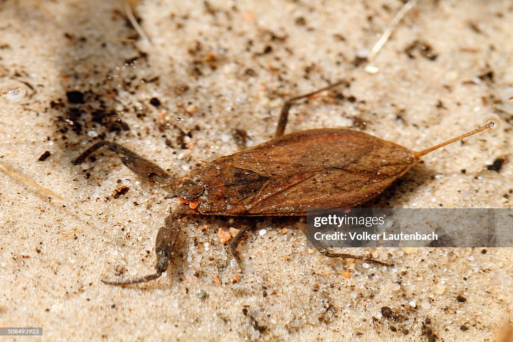 Water Scorpion -Nepa cinerea-, Schwaanhavel, Mecklenburg-Strelitz district, Mecklenburg-Western Pomerania, Germany, Europe