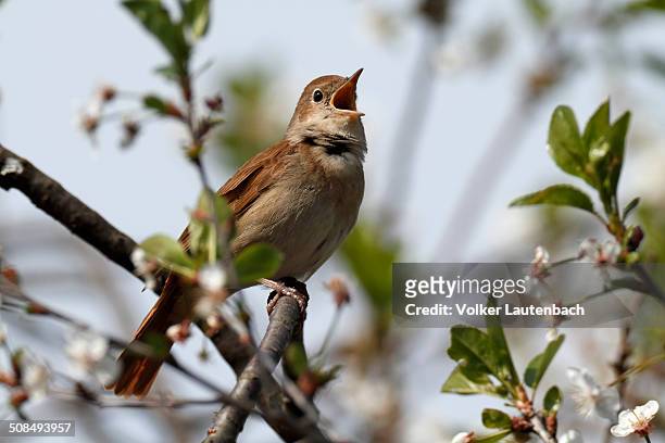 thrush nightingale -luscinia luscinia-, male, singing on territory, mecklenburg-western pomerania, germany - nightingale singing stock-fotos und bilder