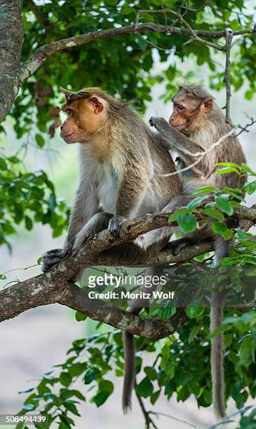 rhesus monkeys -macaca mulatta- grooming, mudumalai wildlife sanctuary, tamil nadu, india - grooming fotografías e imágenes de stock
