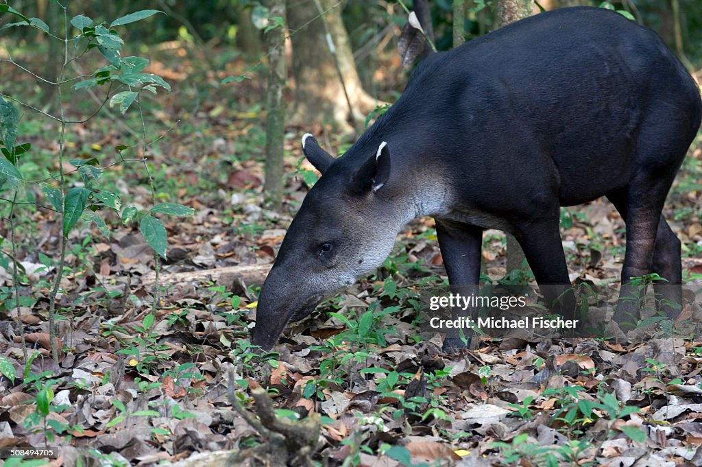 Central American Tapir or Baird's Tapir -Tapirus bairdii-, Sirena, Corcovado National Park, Puntarenas Province, Costa Rica, Central America
