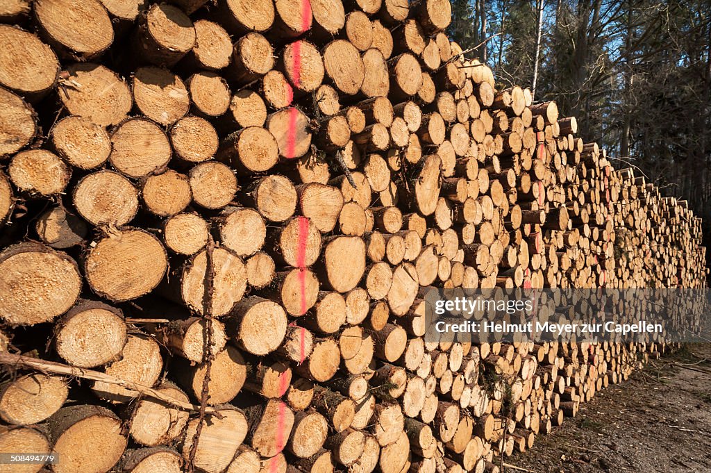 Stacked and marked Spruce -Picea- logs, Bavaria, Germany