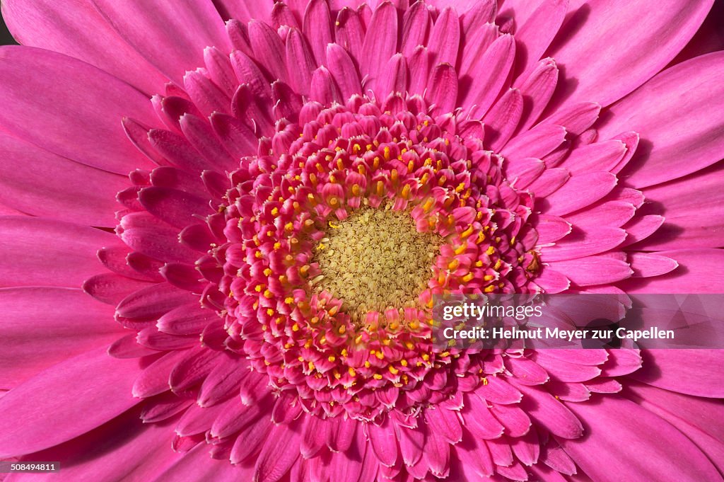 Gerbera -Gerbera L.-, flower