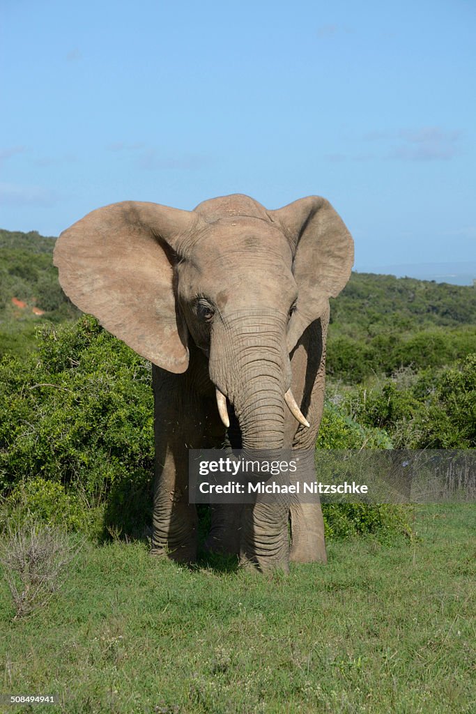 African Elephant -Loxodonta africana-, Addo Elephant National Park, Eastern Cape, South Africa