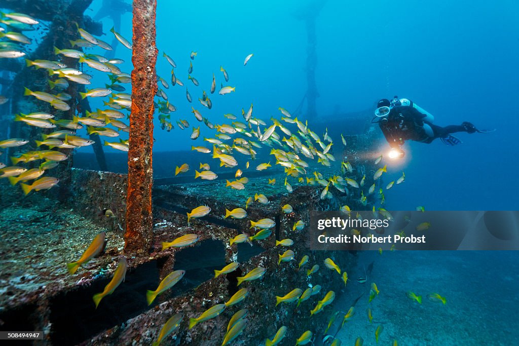 Divers watching school of Bigeye Snappers -Lutjanus lutjanus-, Alma Jane wreck, Sabang Beach, Puerto Galera, Mindoro, Philippines