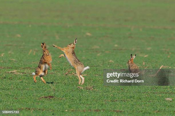 two european hares -lepus europaeus- fighting on a field, a third one next to it - brown hare stockfoto's en -beelden