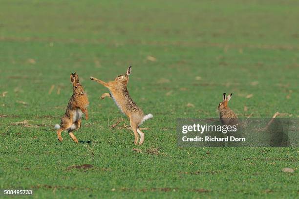 two european hares -lepus europaeus- fighting on a field, a third one next to it - lepus europaeus stock pictures, royalty-free photos & images