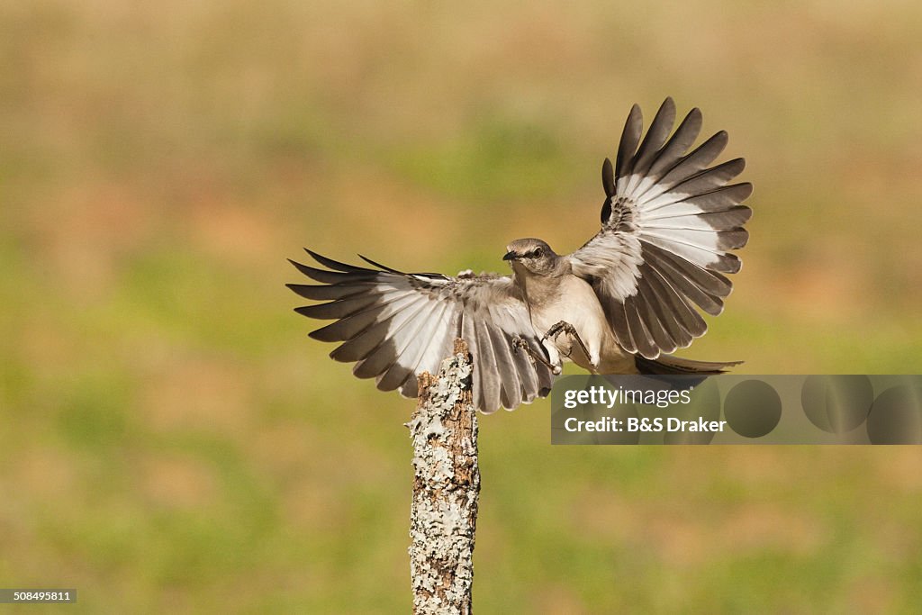 Northern Mockingbird -Mimus polyglottos-, adult landing, Starr County, Rio Grande Valley, South Texas, USA