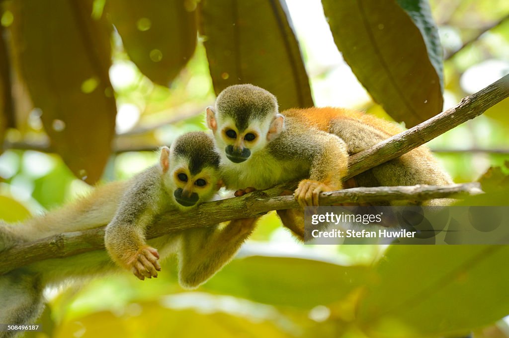 Two Central American squirrel monkeys -Saimiri oerstedii-, Manuel Antonio National Park, Central Pacific Coast, Costa Rica, South America