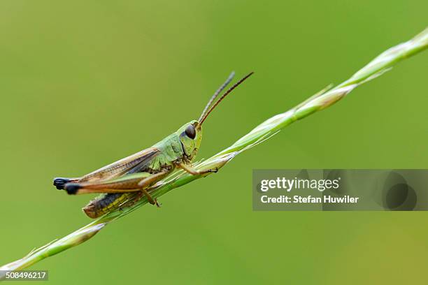 green grashopper species -mecostethus parapleurus-, menzingen, switzerland, europe - menzingen stock pictures, royalty-free photos & images