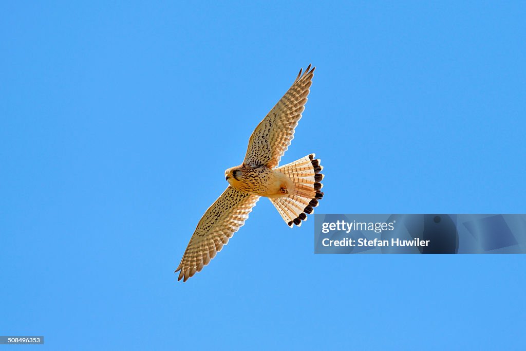 Common Kestrel or Eurasian Kestrel -Falco tinnunculus-, in flight, Switzerland