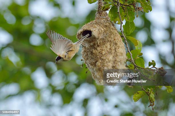 penduline tit -remiz pendulinus- flying from its nest, biebrza national park, poland - eurasian penduline tit stock pictures, royalty-free photos & images