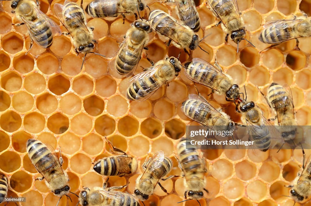 Honey bees -Apis mellifera-, worker bees caring for the brood, on brood cells, larvae, circa 8 days, in honeycomb cells