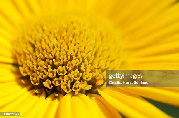 yellow ox-eye daisy -buphthalmum salicifolium-, detail view - buphthalmum salicifolium stock pictures, royalty-free photos & images