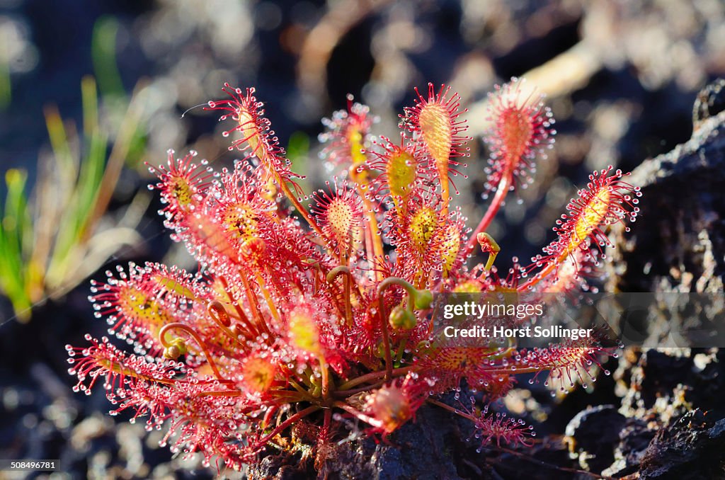 Oblong-leaved Sundew -Drosera intermedia-, Bavaria, Germany