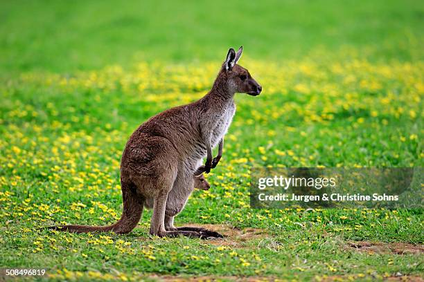 kangaroo island kangaroos -macropus fuliginosus fuliginosus-, female with joey in the pouch, south australia, australia - joey kangaroo photos et images de collection