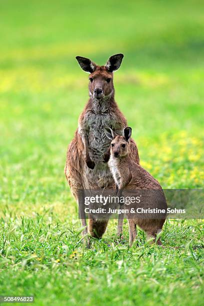 kangaroo island kangaroos -macropus fuliginosus fuliginosus-, female with joey, south australia, australia - joey kangaroo photos et images de collection