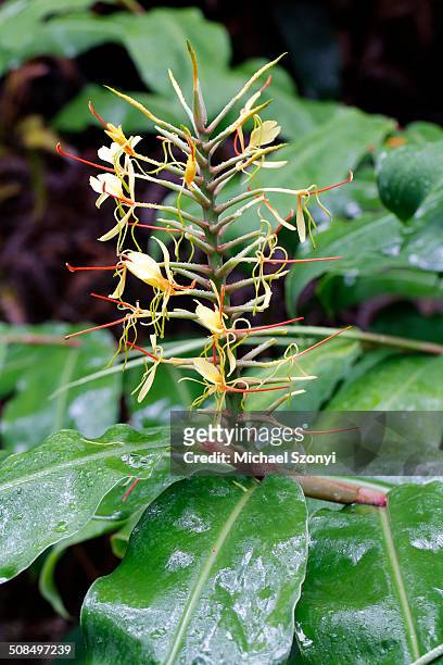 kahili ginger, ginger lily -hedychium gardnerianum-, blossom, invasive species, hawaii volcanoes national park, hawaii, usa - gengibre de kahili imagens e fotografias de stock