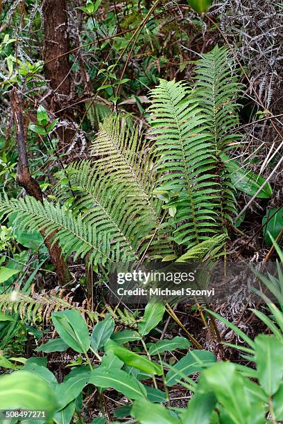 wawae&#699;iole -huperzia nutans-, a species of club moss, endemic species, big island, hawaii, usa - lycopodiaceae stock pictures, royalty-free photos & images