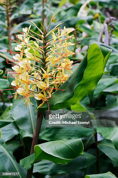 kahili ginger, ginger lily -hedychium gardnerianum-, invasive plant, hawaii volcanoes national park, big island, hawaii, usa - gengibre de kahili imagens e fotografias de stock