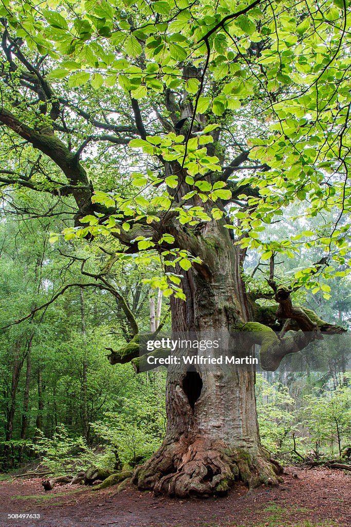 Pedunculate Oak -Quercus robur-, Kamineiche, Urwald Sababurg Nature Reserve, North Hesse, Hesse, Germany