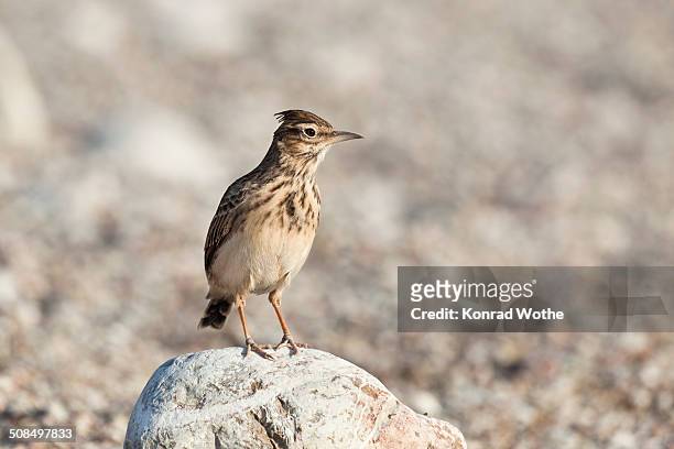 crested lark -galerida cristata-, cirali, turkey, asia minor - crested lark stock pictures, royalty-free photos & images