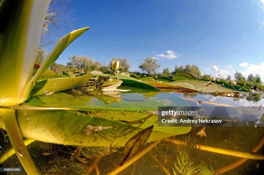 Edible Frog -Pelophylax kl. esculentus- and White water lily -Nymphaea alba-, Vilkovo, Ukraine, Eastern Europe