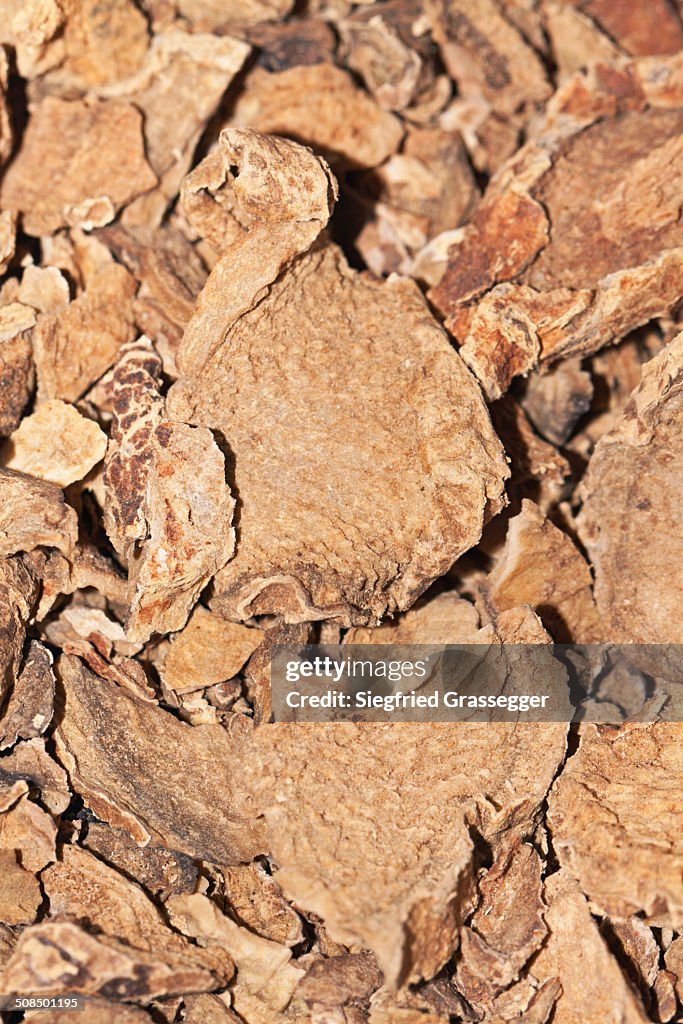 Devil's Claw -Harpagophytum procumbens-, medicinal plant, cancer therapy, osteoarthritis therapy, root, dried, medicine, African