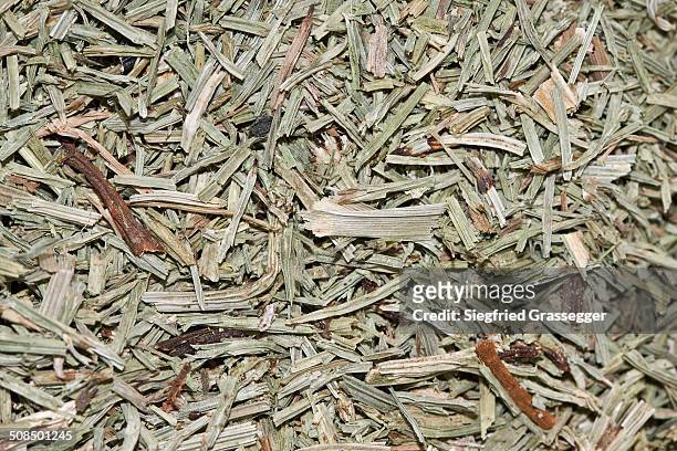 horsetail tea, organic tea - equisetum arvense stock pictures, royalty-free photos & images