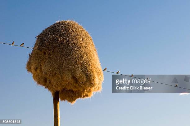 weavers, weaver birds nest -ploceidae-, on a telegraph pole, northern cape, south africa, africa - uccello tessitore foto e immagini stock