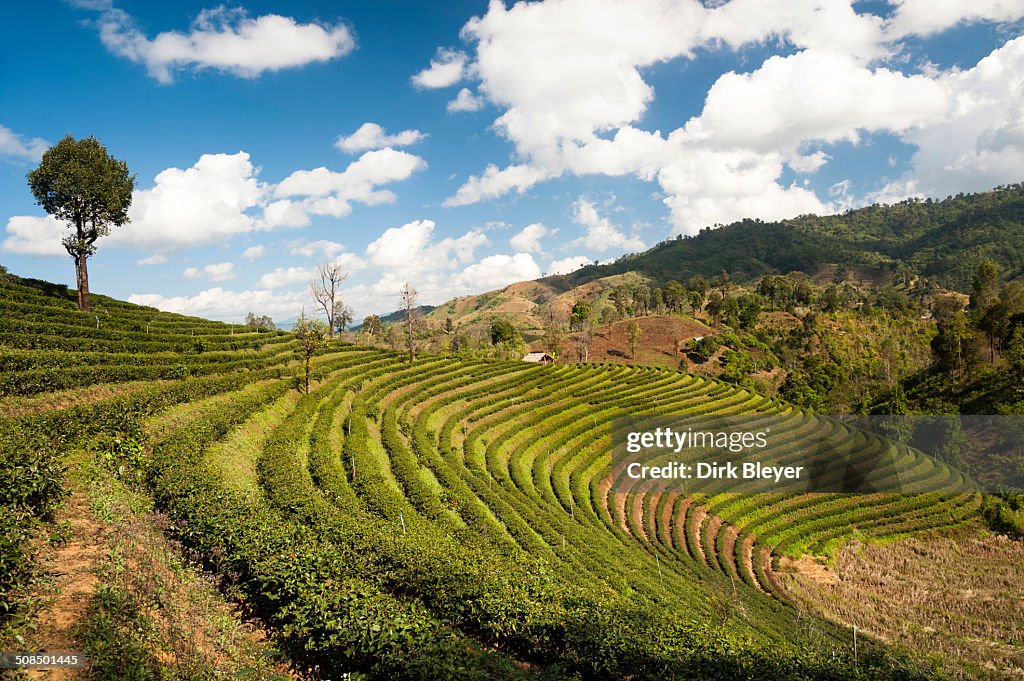 Oolong tea plantation, near Mea Salong, Northern Thailand, Thailand, Asia