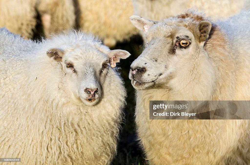 Sheep, flock of sheep near Kirkjubaejarklaustur, southern Iceland, Iceland, Europe