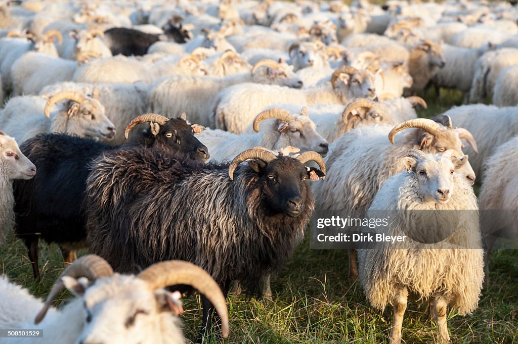 Black sheep among white sheep, flock of sheep near Kirkjubaejarklaustur, southern Iceland, Iceland, Europe