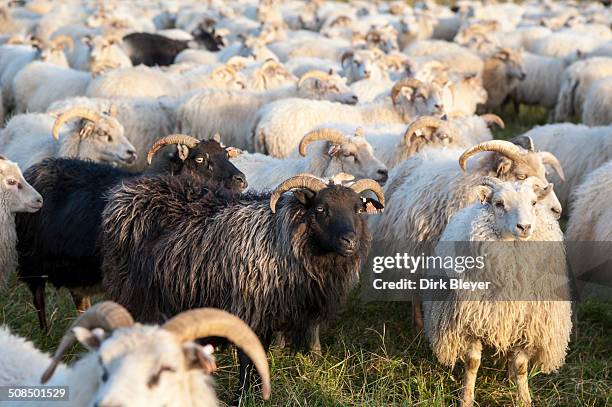 black sheep among white sheep, flock of sheep near kirkjubaejarklaustur, southern iceland, iceland, europe - black sheep mammal stock pictures, royalty-free photos & images