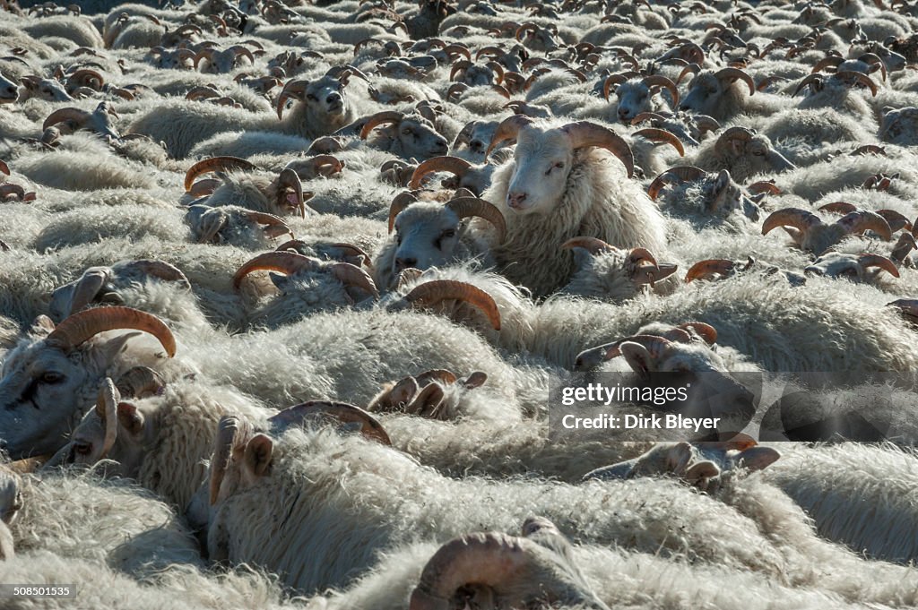Flock of sheep near Kirkjubaejarklaustur, southern Iceland, Iceland, Europe