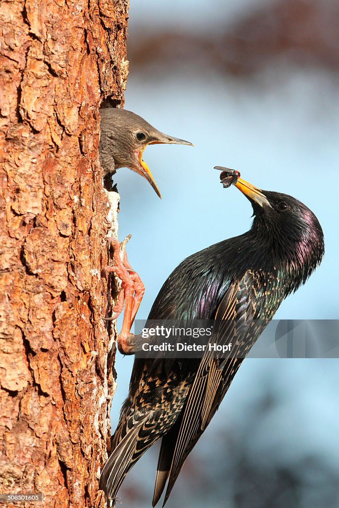 Starling -Sturnus vulgaris-, adult feeding young birds at nesting site, Allgaeu region, Bavaria, Germany, Europe