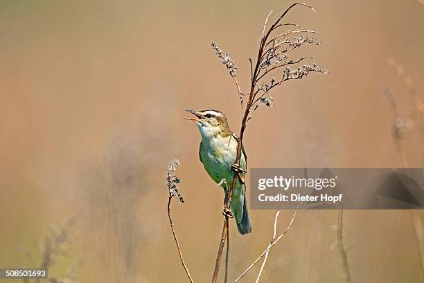 sedge warbler -acrocephalus schoenobaenus-, singing, burgenland, austria, europe - sedge warbler stock pictures, royalty-free photos & images