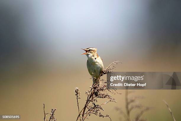 sedge warbler -acrocephalus schoenobaenus-, singing, burgenland, austria, europe - sedge warbler stock pictures, royalty-free photos & images